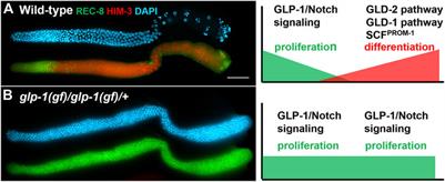 Redundant mechanisms regulating the proliferation vs. differentiation balance in the C. elegans germline